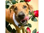 Adopt Jack a Labrador Retriever, Shepherd