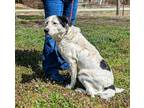Adopt Milo a White - with Black Shepherd (Unknown Type) / Mixed dog in Parsons