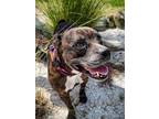 Adopt Jackgirl a Brindle Boxer / Mixed dog in Daytona Beach, FL (37699763)