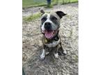 Adopt Tigger a Brindle American Staffordshire Terrier / Mixed dog in Daytona