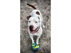 Adopt Maxi a White Mixed Breed (Medium) / Mixed dog in Daytona Beach