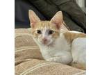 Adopt Toffee a Domestic Short Hair