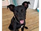 Adopt Zack a Labrador Retriever / Mixed dog in Ft. Oglethorpe, GA (37759730)