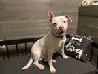 Adopt Caden a White American Pit Bull Terrier / Mixed dog in Earleville