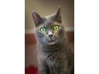 Adopt Mittens a Gray or Blue Domestic Shorthair / Mixed Breed (Medium) / Mixed