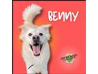 Adopt Benny a White Mixed Breed (Medium) dog in Troy, VA (35476053)