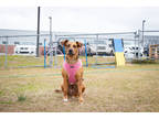 Adopt Thelma a Brindle Mixed Breed (Large) / Mixed dog in Manteo, NC (37615666)