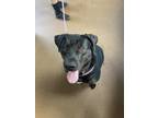 Adopt Hooch a Black Labrador Retriever / Mixed dog in Winfield, KS (37732210)