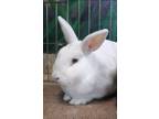Adopt Bonnie a White Florida White / Mixed (short coat) rabbit in Encinitas