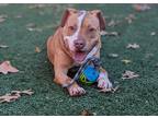 Adopt Titan a Red/Golden/Orange/Chestnut American Pit Bull Terrier / Mixed dog