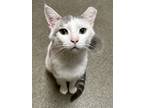 Adopt Bradly (Cat Cafe) a White Domestic Shorthair / Domestic Shorthair / Mixed