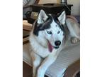 Adopt Sabrina a Black - with White Siberian Husky / Mixed dog in Winter Springs