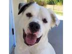 Adopt Rowdy a Great Pyrenees