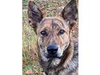 Adopt Urgent Needs adopt ASAP a Brindle Dutch Shepherd / Mixed dog in Bonita