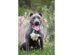 Adopt Goober a Gray/Blue/Silver/Salt & Pepper American Pit Bull Terrier / Mixed