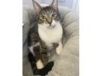 Adopt Isa a Gray, Blue or Silver Tabby American Shorthair / Mixed (short coat)