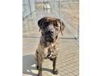 Adopt Ole a Brindle Mastiff / Mixed dog in Aberdeen, SD (37677236)