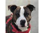 Adopt Thor a Pit Bull Terrier