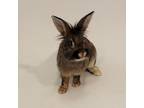 Adopt BOB a Lionhead / Mixed rabbit in Show Low, AZ (35569660)