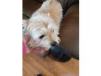 Adopt Sylvie a White - with Tan, Yellow or Fawn Terrier (Unknown Type