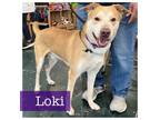 Adopt Loki a Husky, Yellow Labrador Retriever