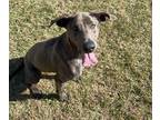 Adopt Sanibel a Gray/Silver/Salt & Pepper - with White Weimaraner / Labrador