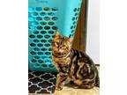 Adopt Laredo a Spotted Tabby/Leopard Spotted Bengal (short coat) cat in Export