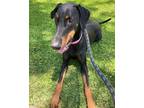 Adopt Gia a Black - with Tan, Yellow or Fawn Doberman Pinscher / Mixed dog in