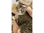 Adopt Chapps a Tiger Striped Domestic Shorthair (short coat) cat in Ashland