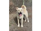 Adopt Lucy a Tan/Yellow/Fawn Labrador Retriever / Husky / Mixed dog in Manning