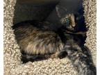 Adopt Kay a Tortoiseshell Domestic Shorthair (short coat) cat in Ashland