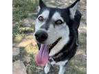 Adopt Mandi a Black Husky / Mixed dog in Eufaula, OK (35202162)