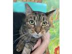 Adopt Simon a Brown Tabby Domestic Shorthair (short coat) cat in New York