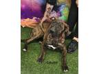 Adopt Louise a Brindle Mixed Breed (Large) / Mixed dog in Savannah