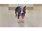 Adopt Bayou a Brindle American Pit Bull Terrier / Mixed dog in Mechanicsville