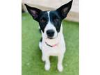 Adopt Amara a Black - with White Canaan Dog / Mixed dog in Niagara Falls