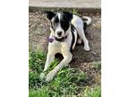 Adopt Arya a Black - with White Canaan Dog / Mixed dog in Niagara Falls
