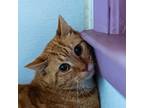 Adopt Zak a Orange or Red Domestic Shorthair / Domestic Shorthair / Mixed cat in