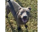 Adopt Blue a Gray/Silver/Salt & Pepper - with Black Terrier (Unknown Type