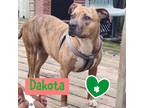 Adopt Dakota a Brindle - with White American Pit Bull Terrier / Mixed dog in