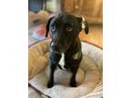 Adopt Teddy a Black - with White Labrador Retriever / Mixed dog in Queen Creek