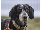 Adopt LEROY a Black - with Tan, Yellow or Fawn Bluetick Coonhound / Mixed dog in