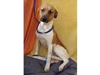 Adopt Arlo a White - with Brown or Chocolate Foxhound / Terrier (Unknown Type