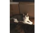 Adopt Charlene a Gray or Blue (Mostly) Domestic Shorthair (short coat) cat in