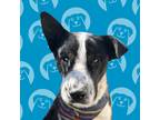 Adopt Pierce a Black - with White Border Collie / Mixed dog in Carlsbad