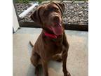 Adopt Kush a Brown/Chocolate Labrador Retriever / Mixed Breed (Large) / Mixed