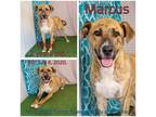 Adopt Marcus a Brindle Mixed Breed (Large) / Mixed dog in Boaz, AL (35230827)