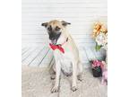 Adopt Raila a Brown/Chocolate Labrador Retriever / Mixed dog in Castro Valley