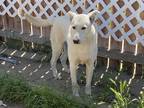 Adopt Oso a White German Shepherd Dog / Labrador Retriever / Mixed dog in San