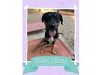 Adopt Buster (Bluth) a Black - with Tan, Yellow or Fawn Rottweiler / Mixed dog
